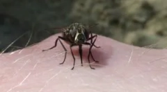 A legyek áthelyezéséről ősszel